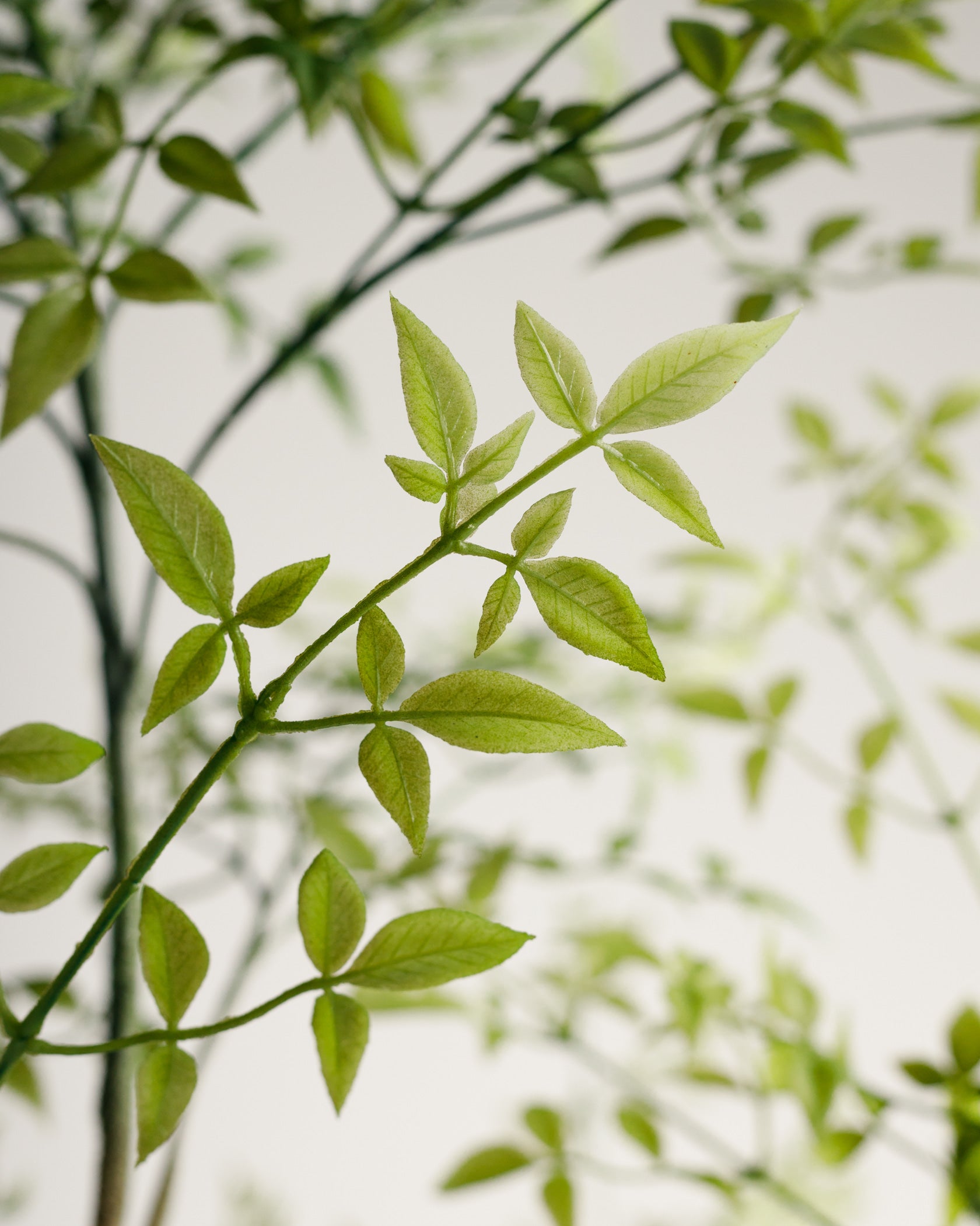 Benjamina Mini Leaf Tree - Wasilaah