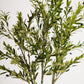 Elegant Slim Olive Tree -  Wasilaah