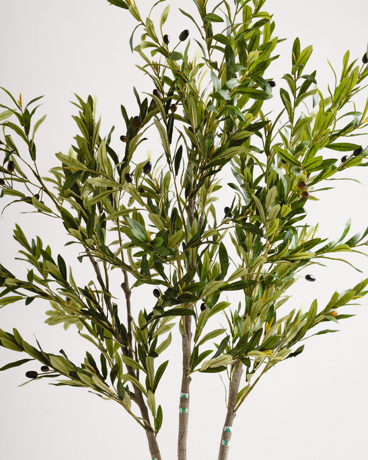 Elegant Slim Olive Tree -  Wasilaah