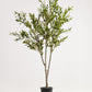 Elegant Slim Olive Tree -  Wasilaah