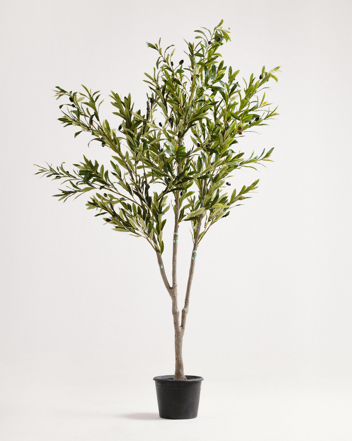 Elegant Slim Olive Tree -  Wasilaah