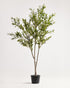 Elegant Slim Olive Tree -  Wasilaah