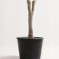 Elegant Slim Olive Tree -  Wasilaah