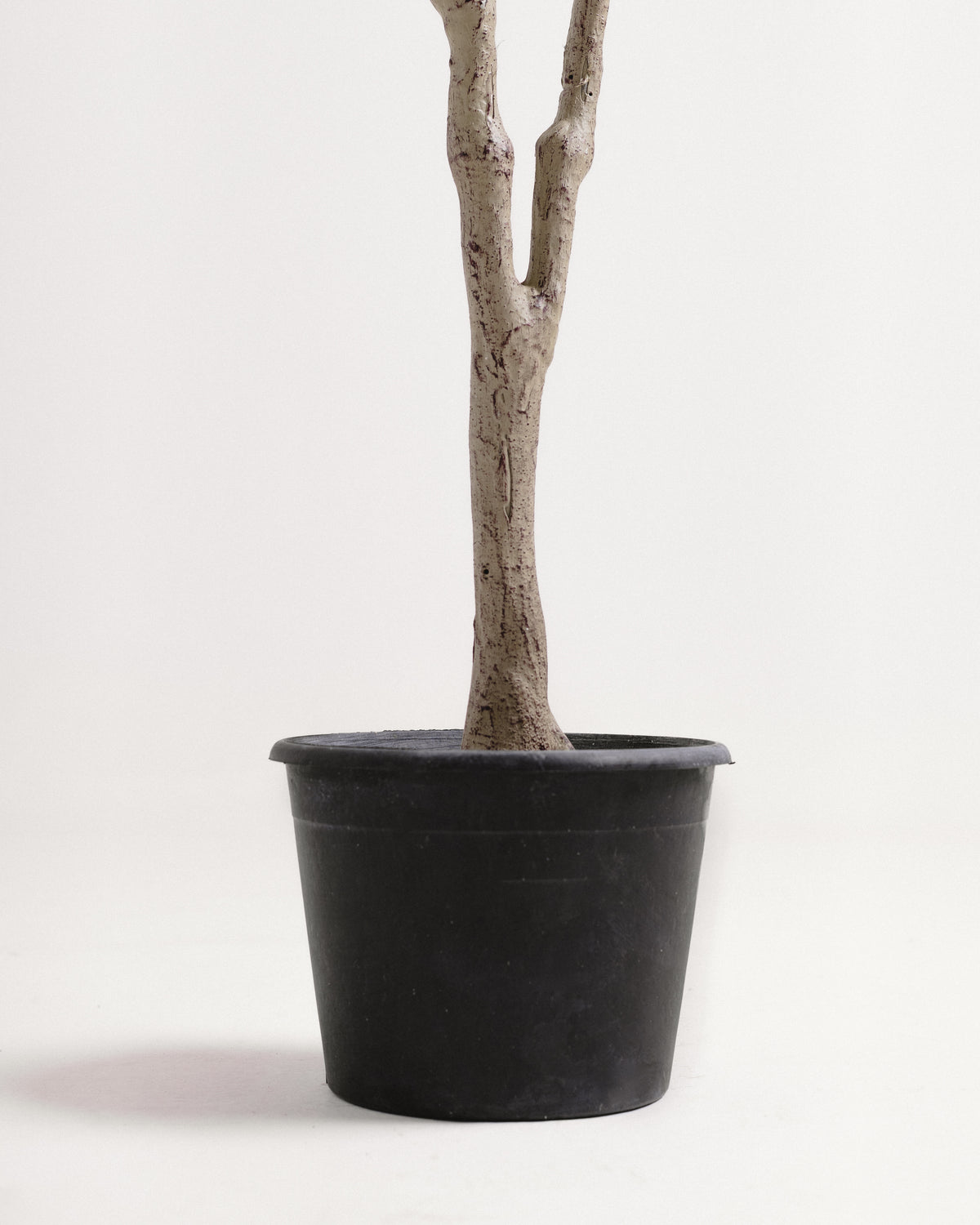 Elegant Slim Olive Tree -  Wasilaah