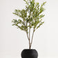 Elegant Slim Olive Tree -  Wasilaah