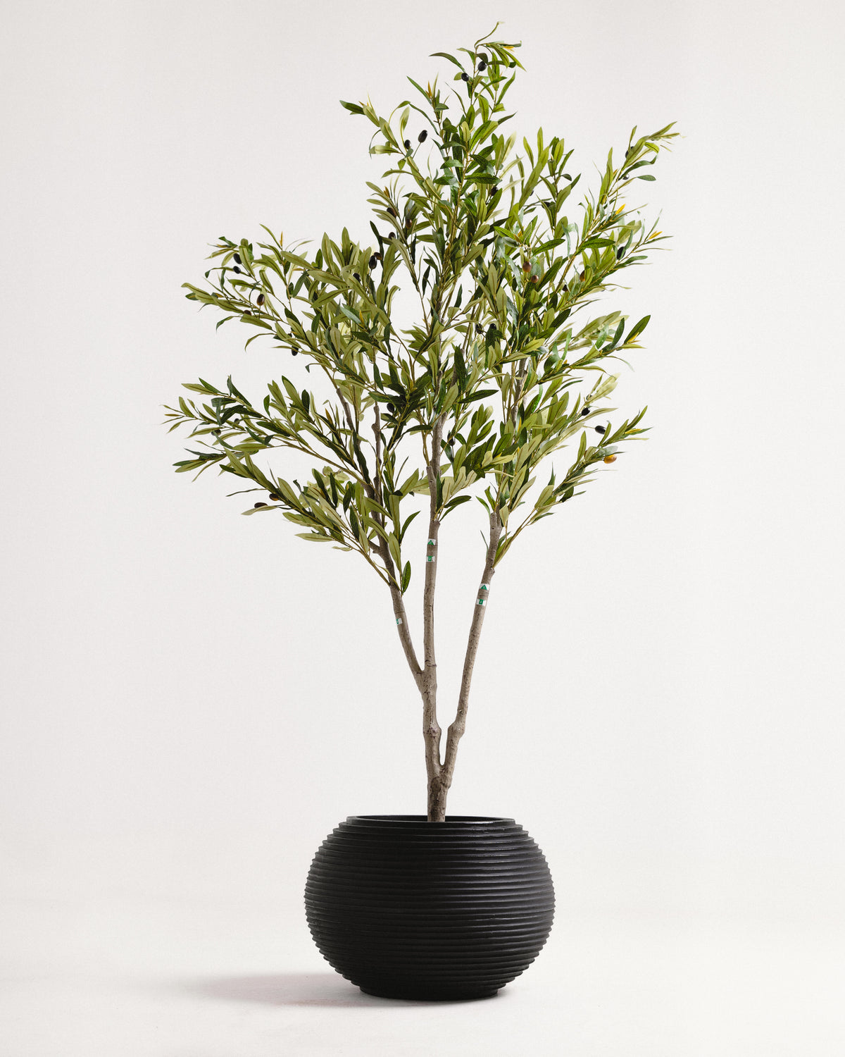 Elegant Slim Olive Tree -  Wasilaah