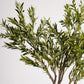 Royal Olive Tree -  Wasilaah