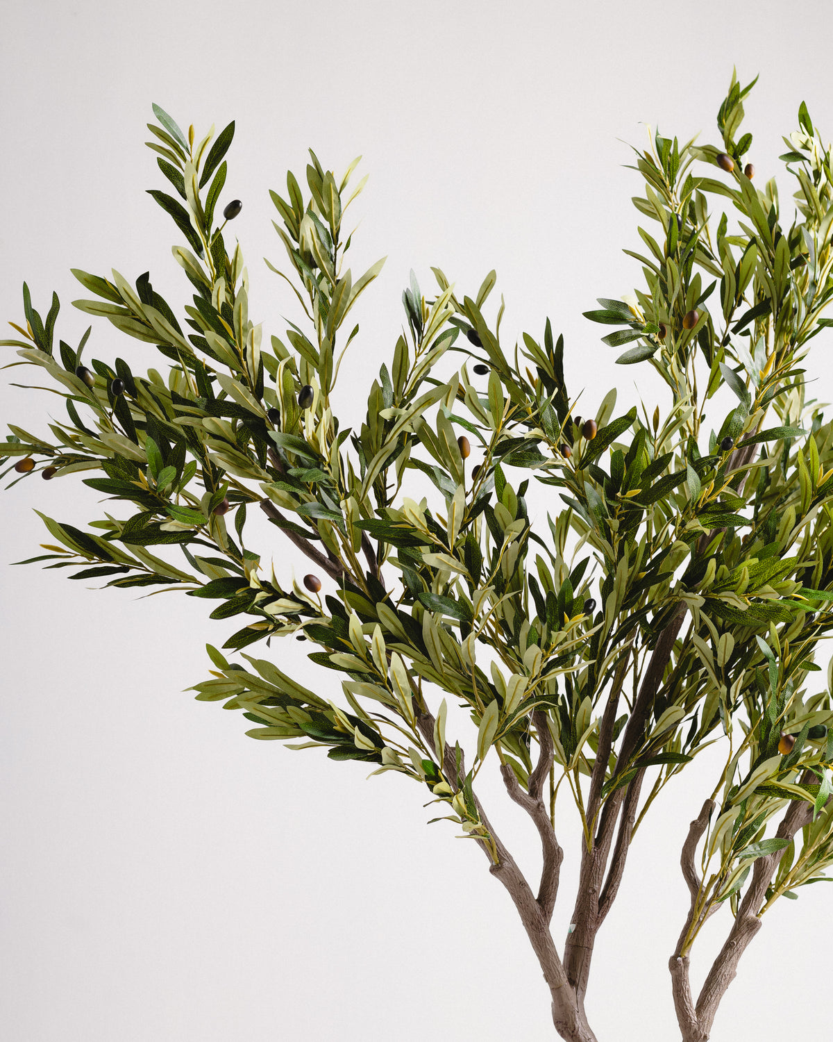 Royal Olive Tree -  Wasilaah