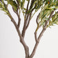 Royal Olive Tree -  Wasilaah