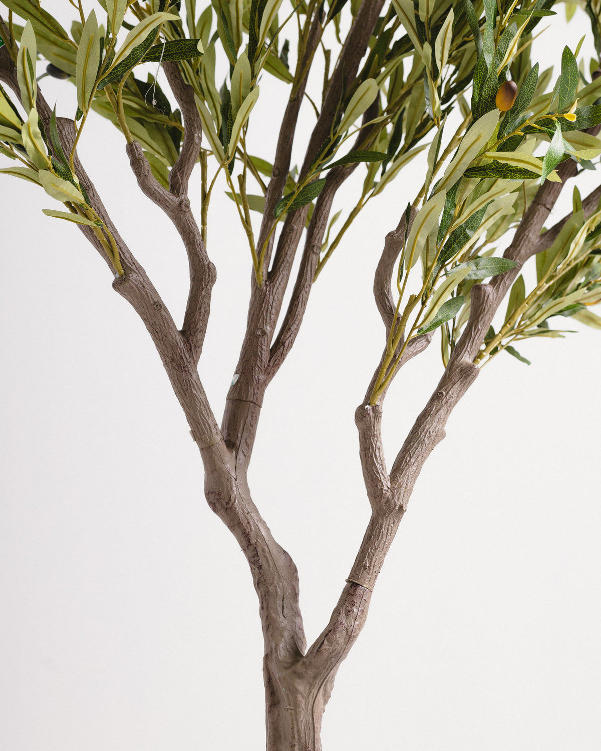 Royal Olive Tree -  Wasilaah