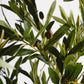 Royal Olive Tree -  Wasilaah