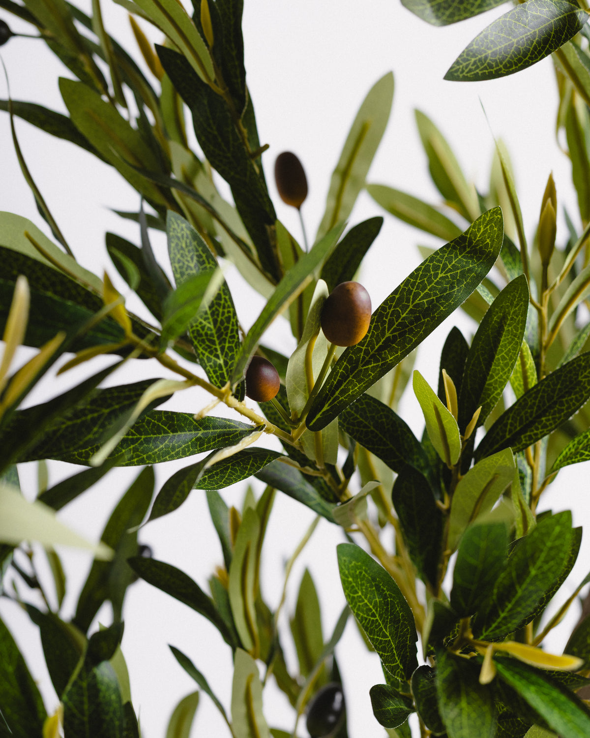 Royal Olive Tree -  Wasilaah
