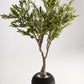 Royal Olive Tree -  Wasilaah