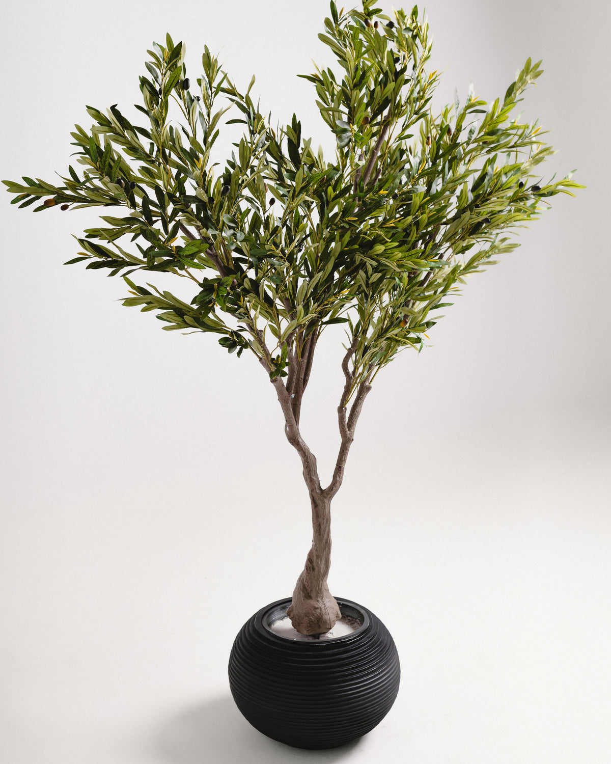 Royal Olive Tree -  Wasilaah