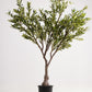 Royal Olive Tree -  Wasilaah