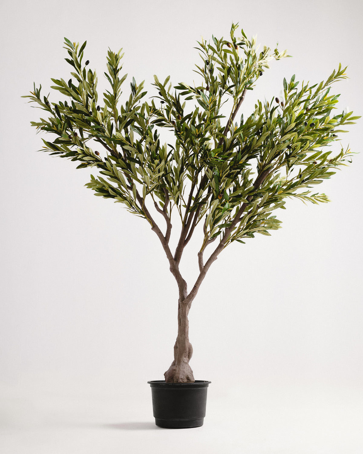Royal Olive Tree -  Wasilaah