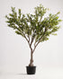 Royal Olive Tree -  Wasilaah