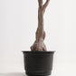 Royal Olive Tree -  Wasilaah