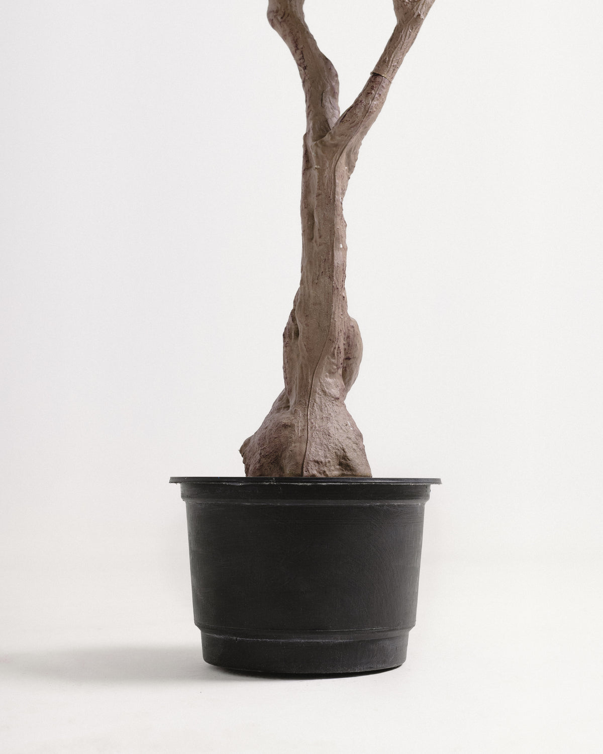 Royal Olive Tree -  Wasilaah