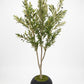 Elegant Slim Olive Tree -  Wasilaah