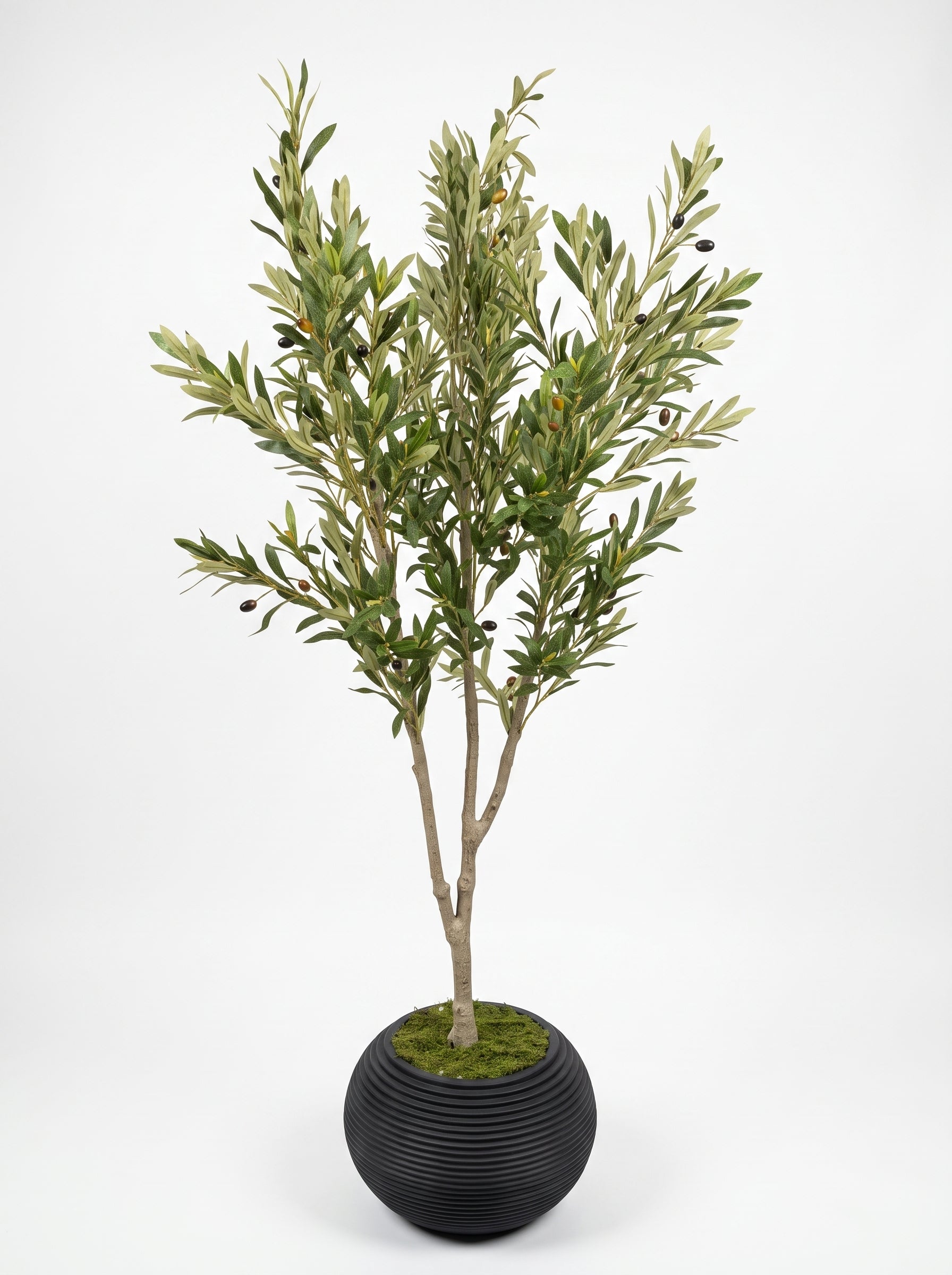 Elegant Slim Olive Tree -  Wasilaah
