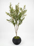Elegant Slim Olive Tree -  Wasilaah