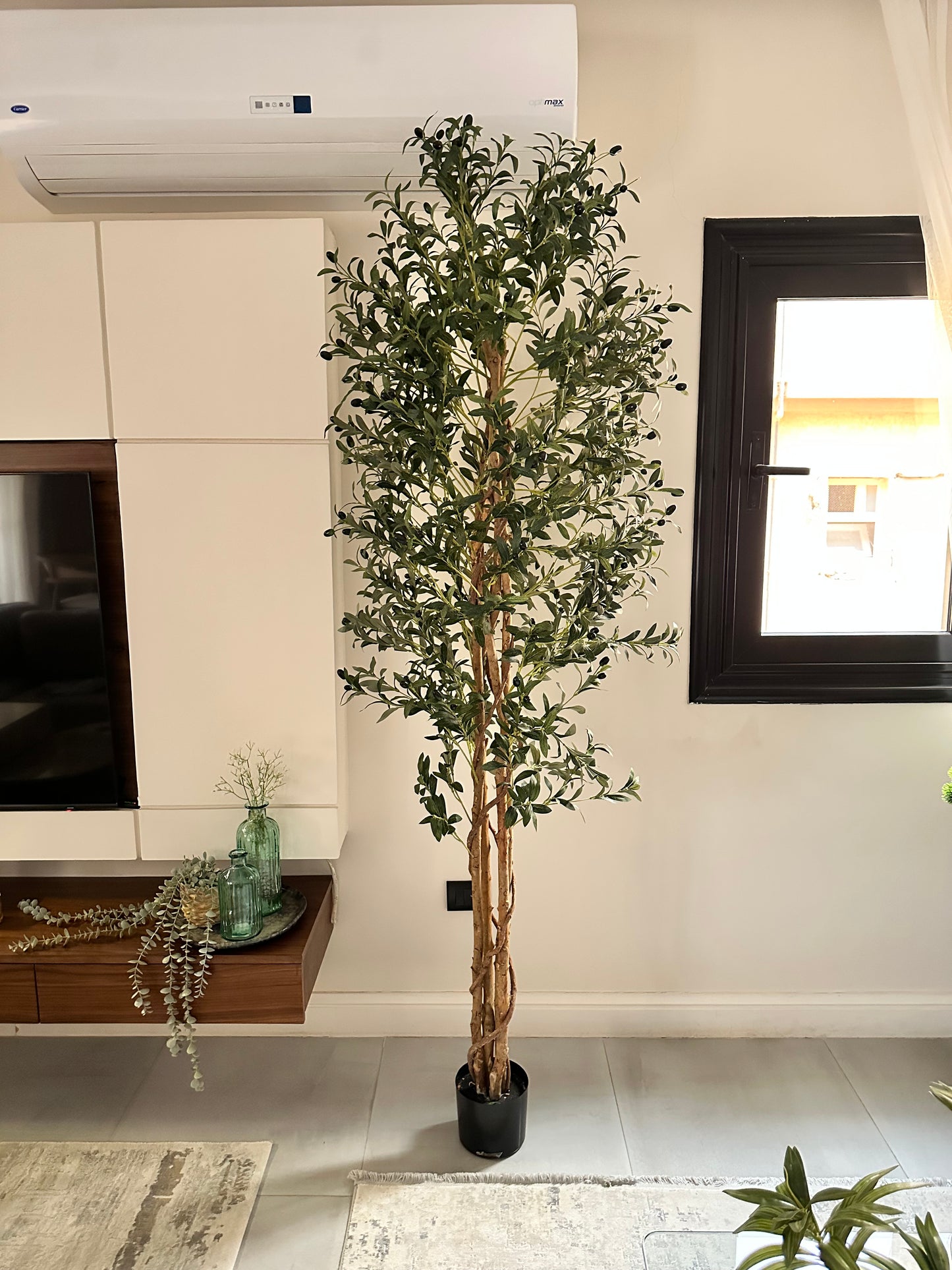 Massive Olive Tree with Real Wood Branches