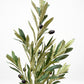 Elegant Slim Olive Tree -  Wasilaah