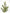 Elegant Slim Olive Tree -  Wasilaah