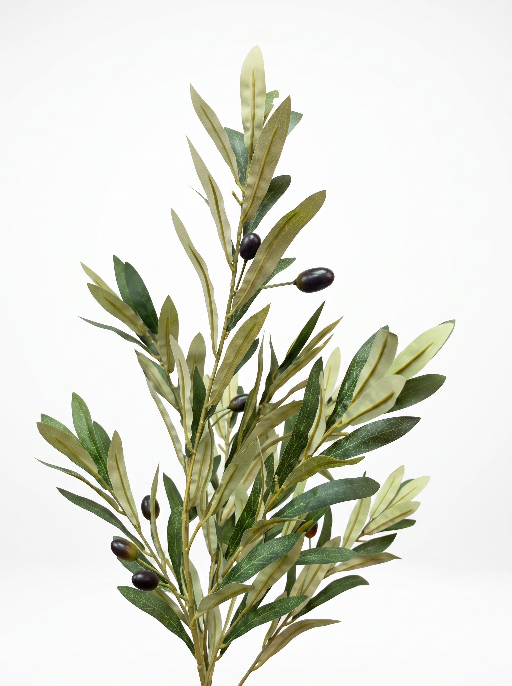 Elegant Slim Olive Tree -  Wasilaah