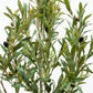 Elegant Slim Olive Tree -  Wasilaah