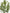 Elegant Slim Olive Tree -  Wasilaah