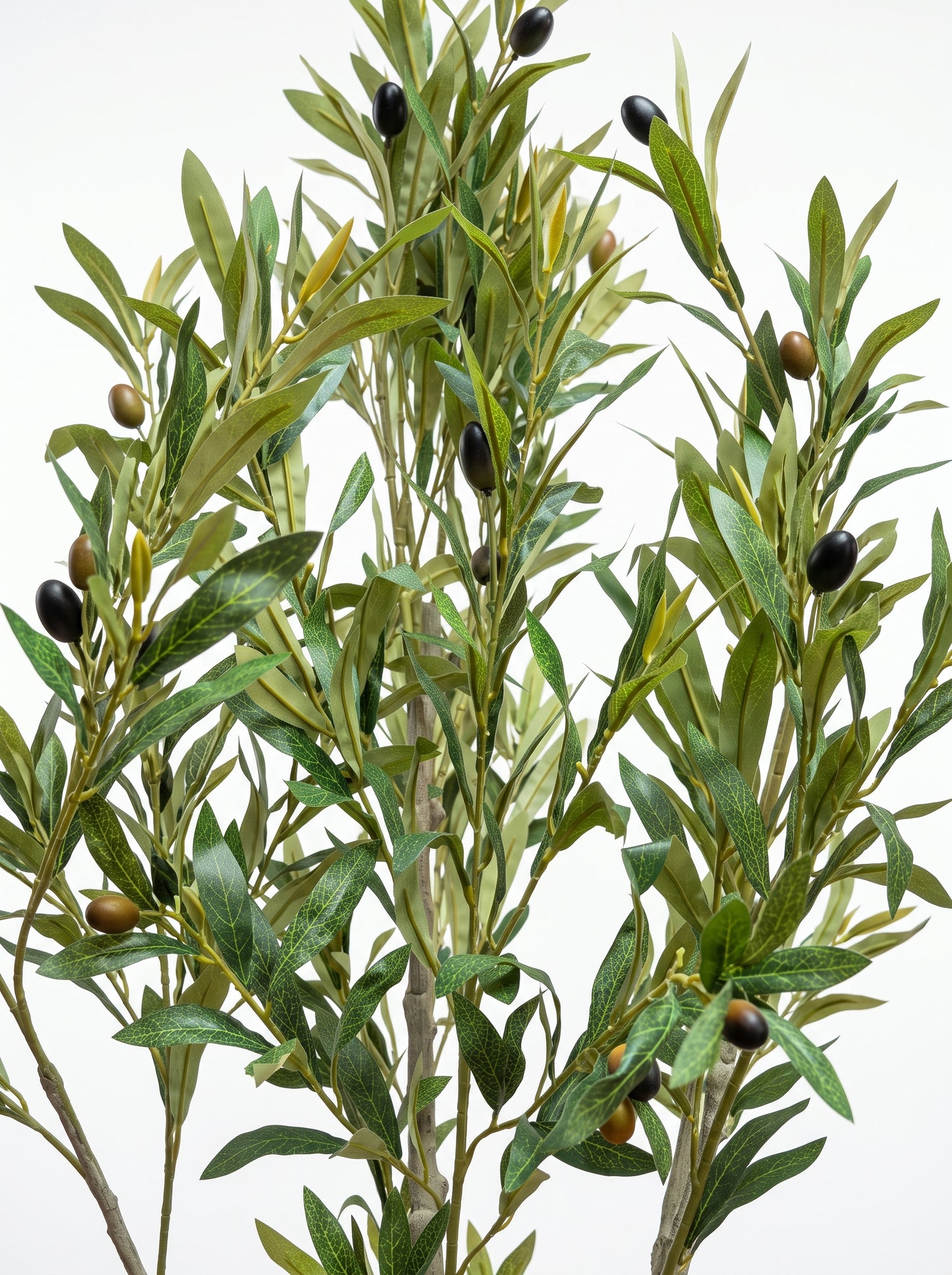 Elegant Slim Olive Tree -  Wasilaah