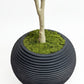 Elegant Slim Olive Tree -  Wasilaah