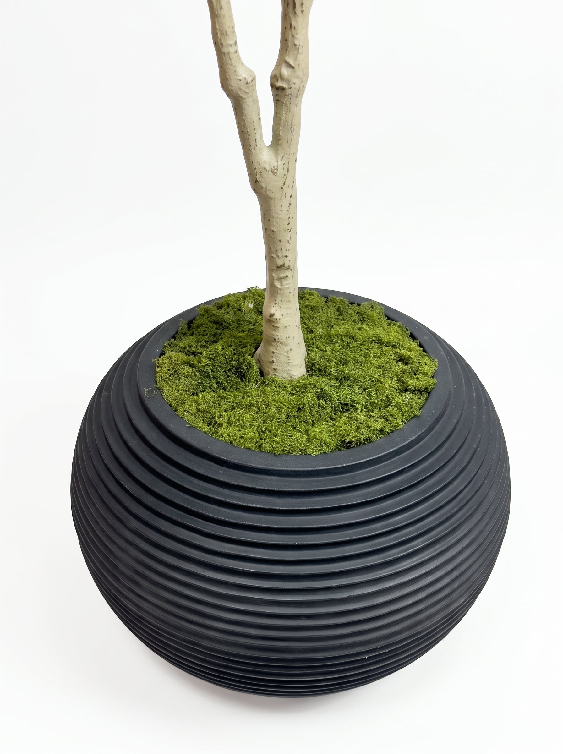 Elegant Slim Olive Tree -  Wasilaah