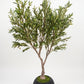 Royal Olive Tree -  Wasilaah