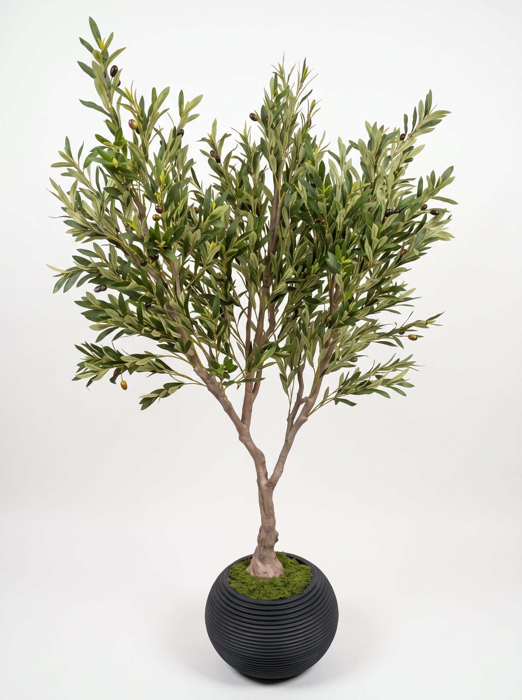 Royal Olive Tree -  Wasilaah
