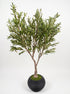 Royal Olive Tree -  Wasilaah