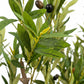 Royal Olive Tree -  Wasilaah