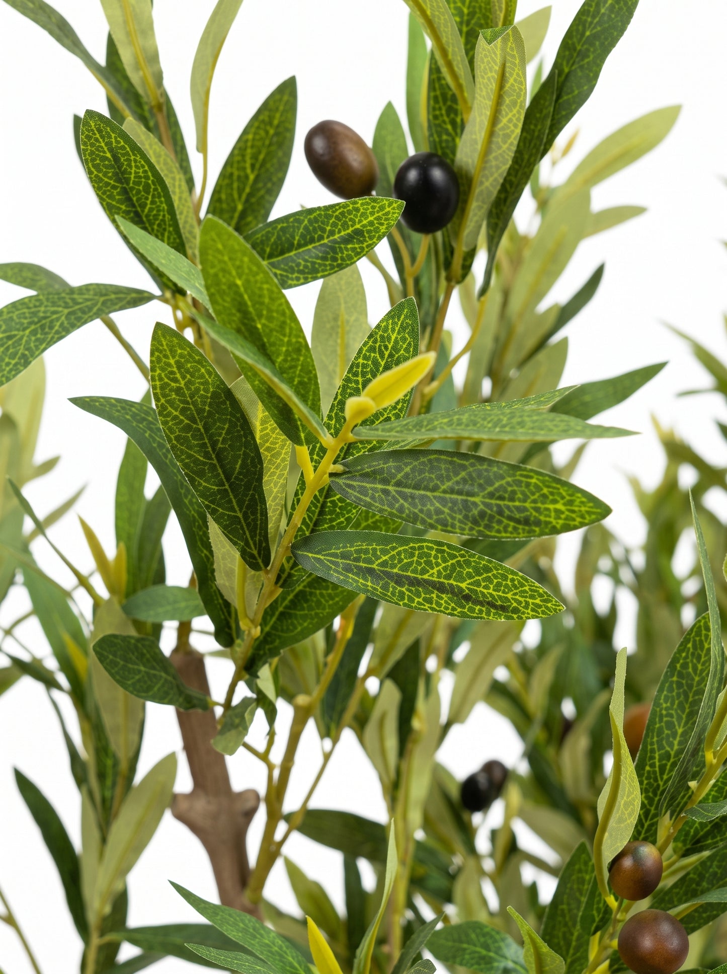 Royal Olive Tree -  Wasilaah