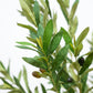 Royal Olive Tree -  Wasilaah