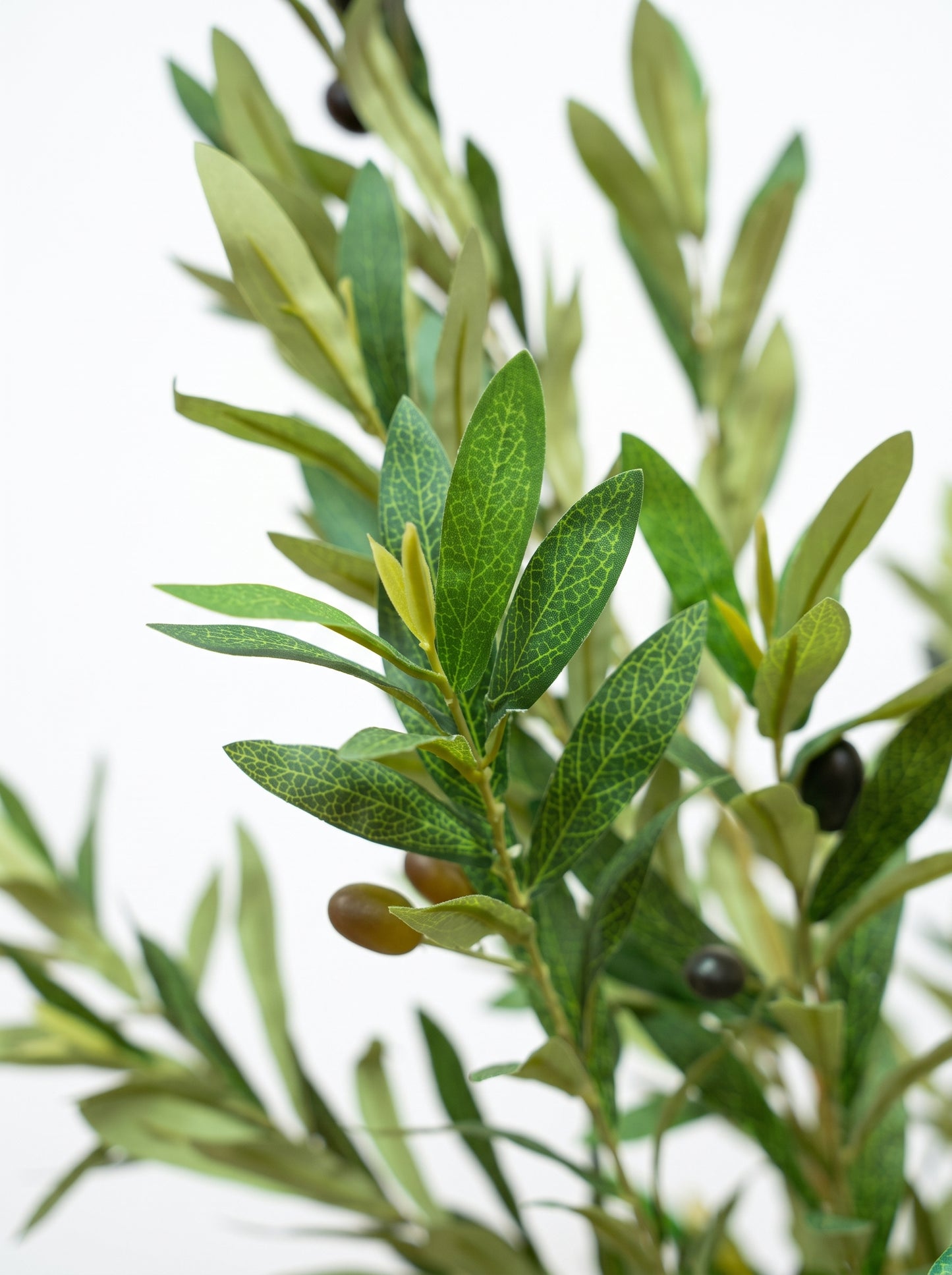 Royal Olive Tree -  Wasilaah