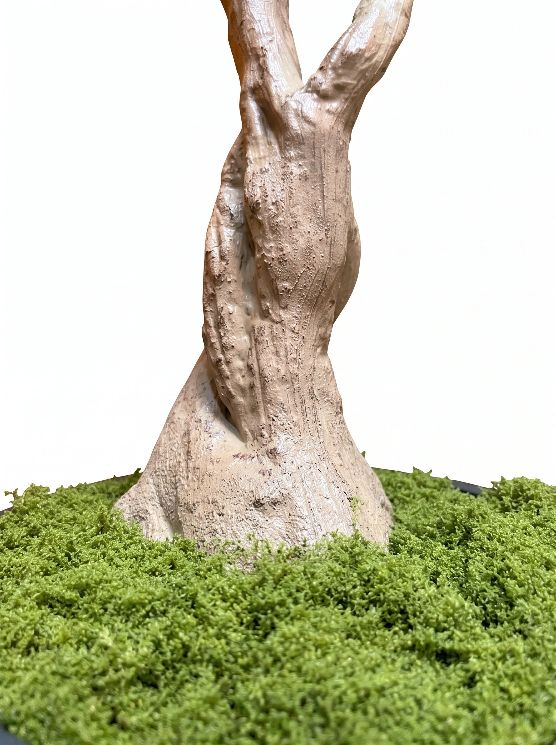 Royal Olive Tree -  Wasilaah