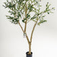 Olive tree