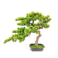 Short Bonsai Tree