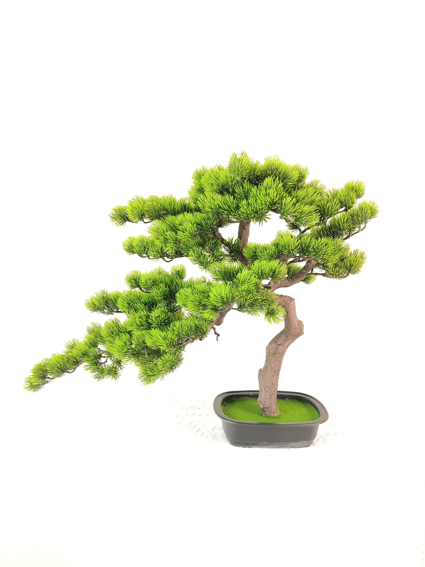 Short Bonsai Tree