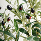 olive tree 