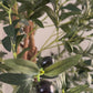 Massive Olive Tree with Real Wood Branches
